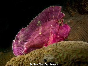 blad vis by Marc Van Den Broeck 